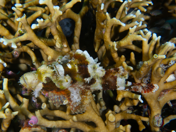 Tasseled Scorpionfish