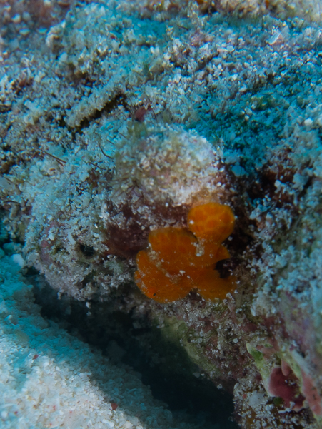 Juvenile Giant Frogfish