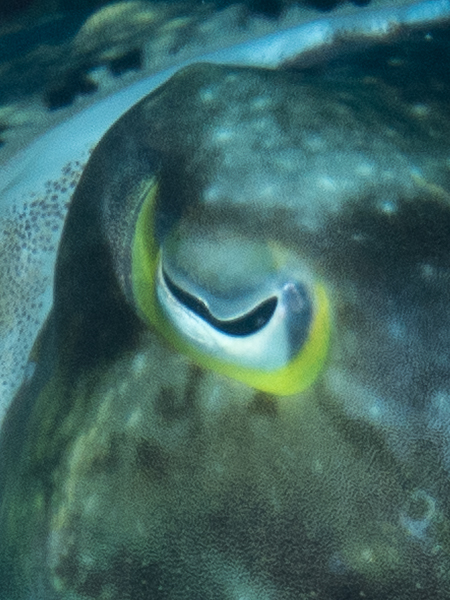 Broadclub Cuttlefish