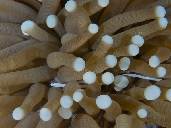 Mushroom Coral Pipefish