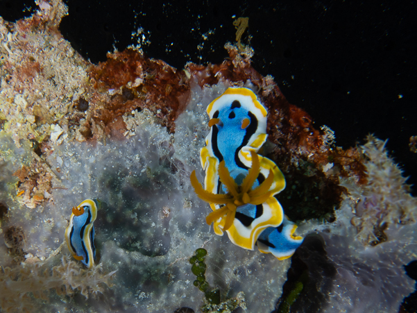Anna's Chromodoris Nudibranch