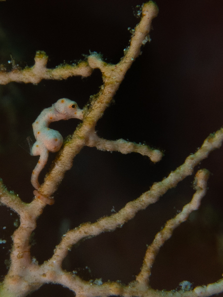 Denise Pygmy Seahorse