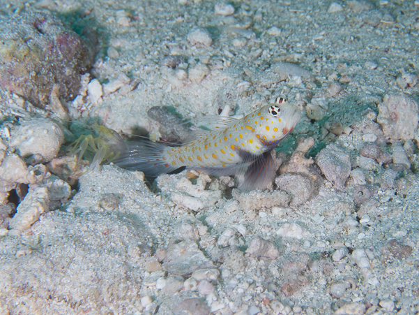 Spotted Shrimpgoby
