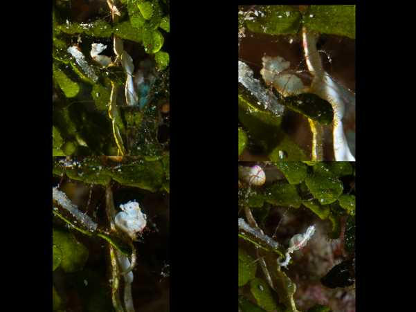 Pontoh's Pygmy Seahorse