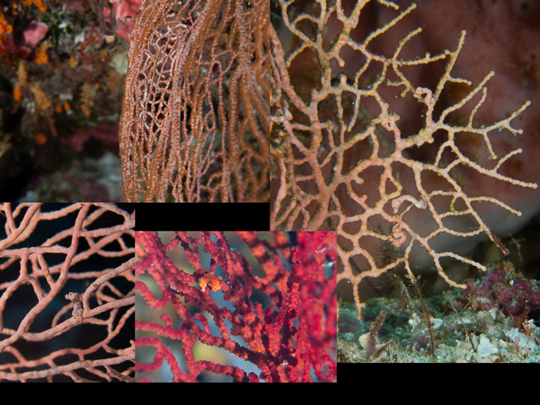 Denise Pygmy Seahorse