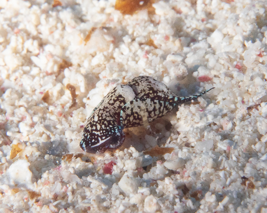 Berolina Aglaja