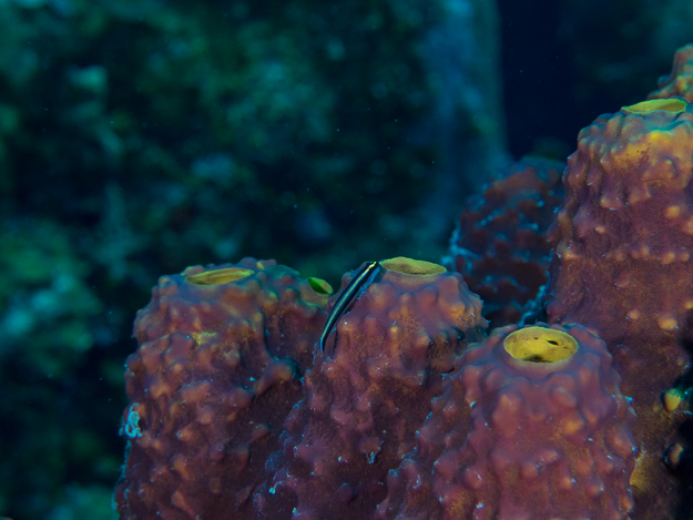 Cleaning Goby