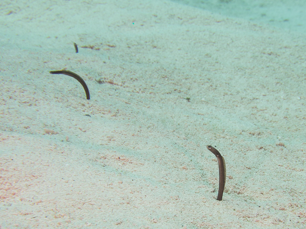 Brown Garden Eel