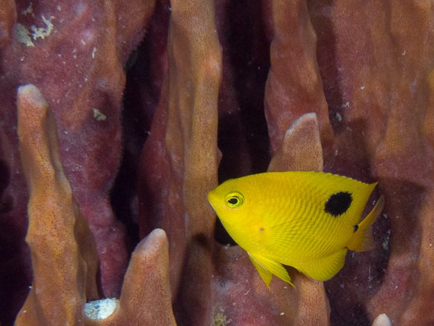 Threespot Damselfish