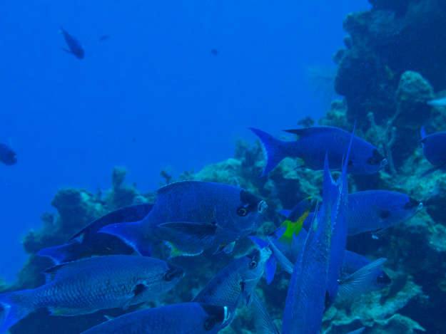 Spanish Hogfish