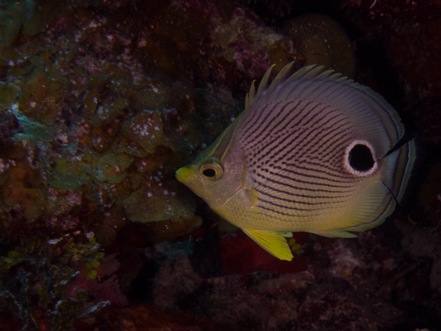 Foureye Butterflyfish