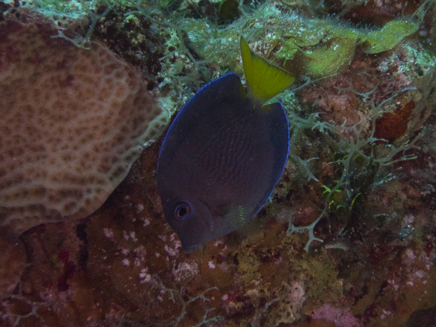 Blue Tang,