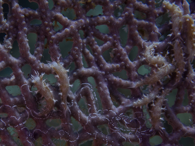 Hamner's Tritonia nudibranch