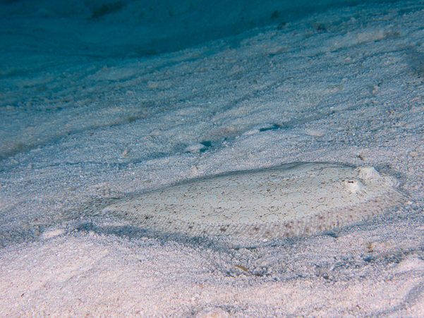 Peacock Flounder