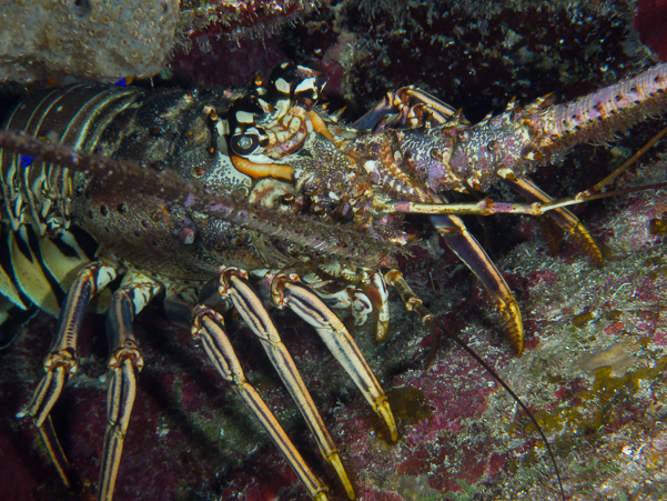 Caribbean Spiny Lobster