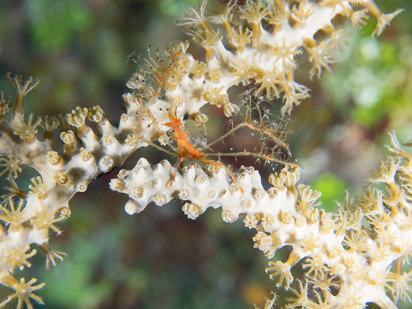 Shorthorn Decorator Crab