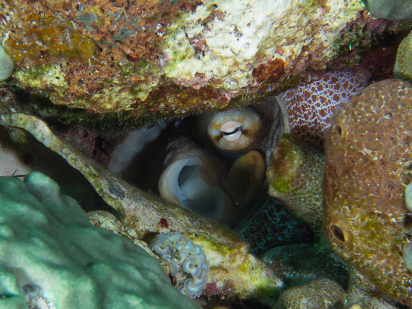 Common Octopus,