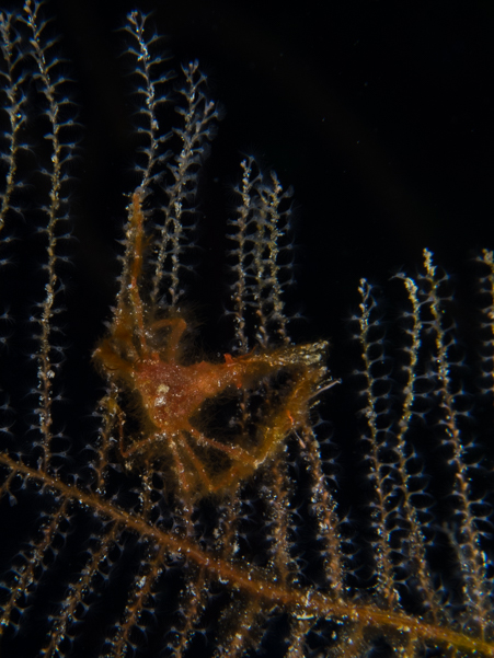 Shorthorn Decorator Crab