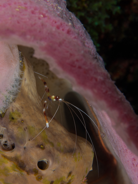 Banded Coral Shrimp