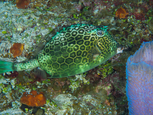 Honeycomb Cowfish