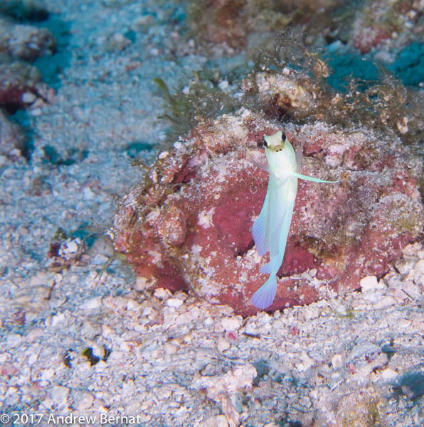 Yellowhead Jawfish