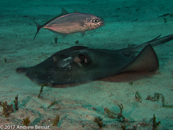 Southern Stingray