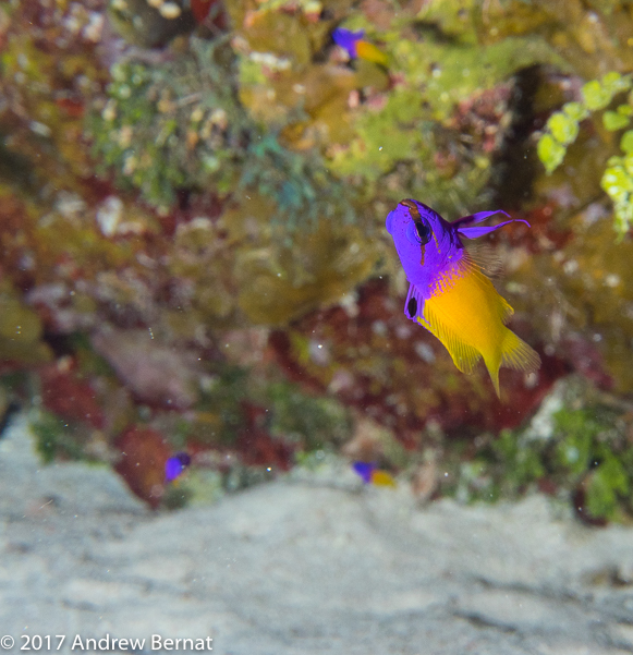 Fairy Basslet