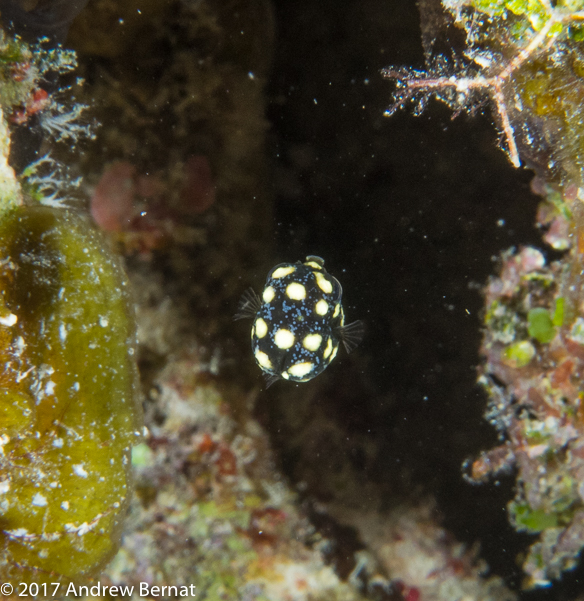 Smooth Trunkfish