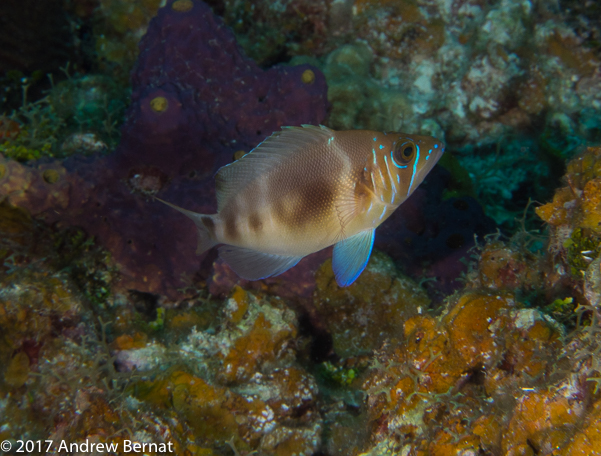 Barred Hamlet