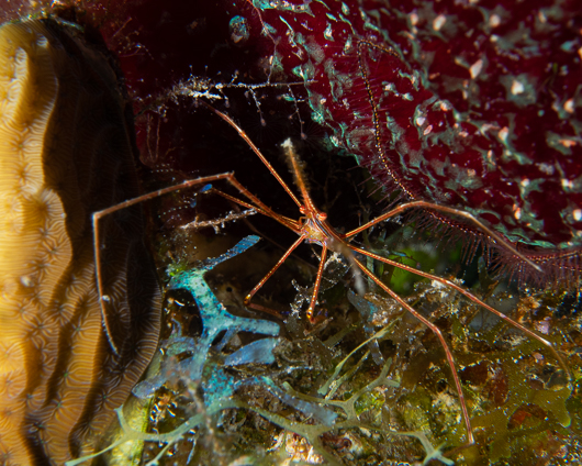 Yellowline Arrow Crab