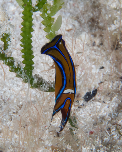 Leech Headshield Slug