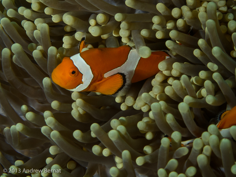 False Clownfish