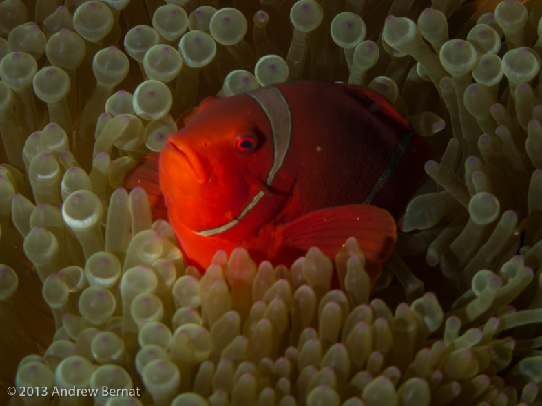 Spinecheeck Anemonefish