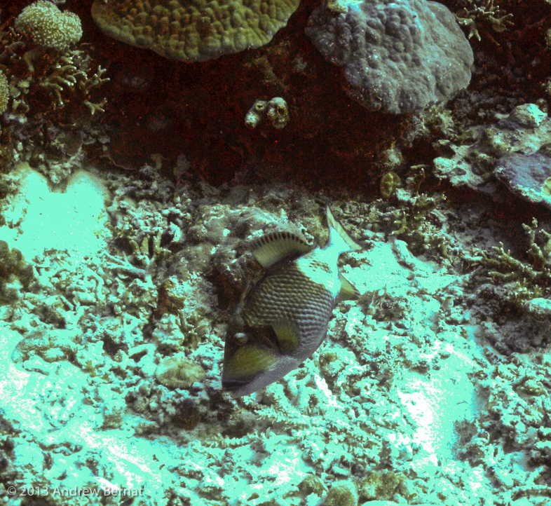 Titan Triggerfish