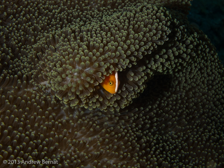 Orange Anemonefish